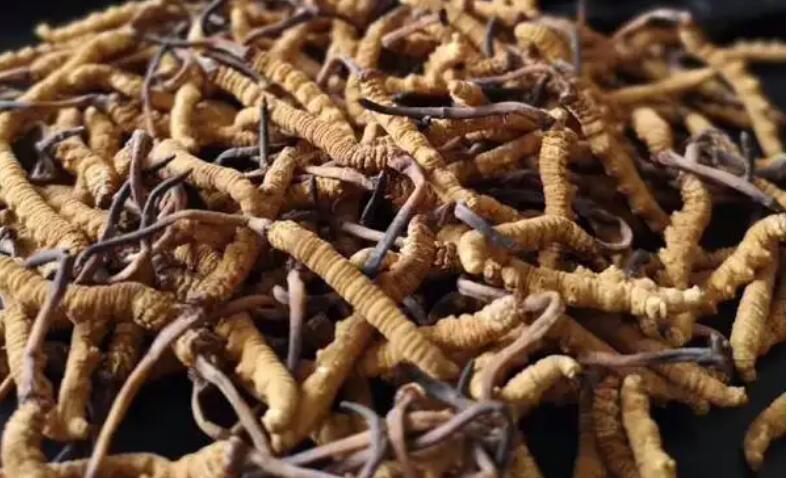 新鮮冬蟲夏草怎么保存，鮮草怎么吃？