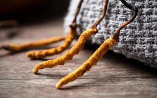 冬蟲夏草的真實作用，冬蟲夏草主要有什么成分