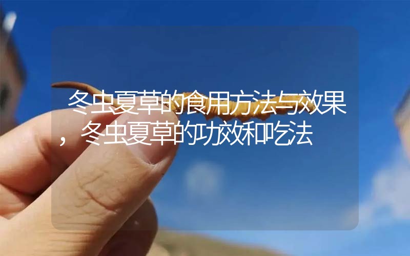 冬蟲夏草的食用方法與效果，冬蟲夏草的食用方法！