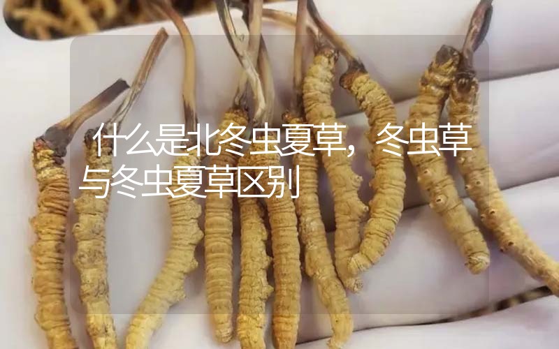 什么是北冬蟲夏草，北冬蟲草與冬蟲夏草區(qū)別