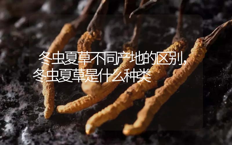 冬蟲夏草不同產(chǎn)地的區(qū)別，冬蟲夏草是什么種類