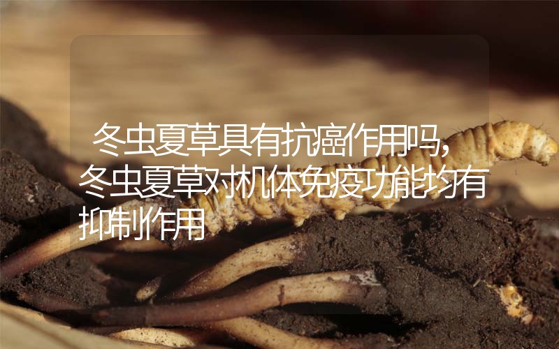 冬蟲(chóng)夏草具有抗癌作用嗎，冬蟲(chóng)夏草對(duì)機(jī)體免疫功能均有抑制作用