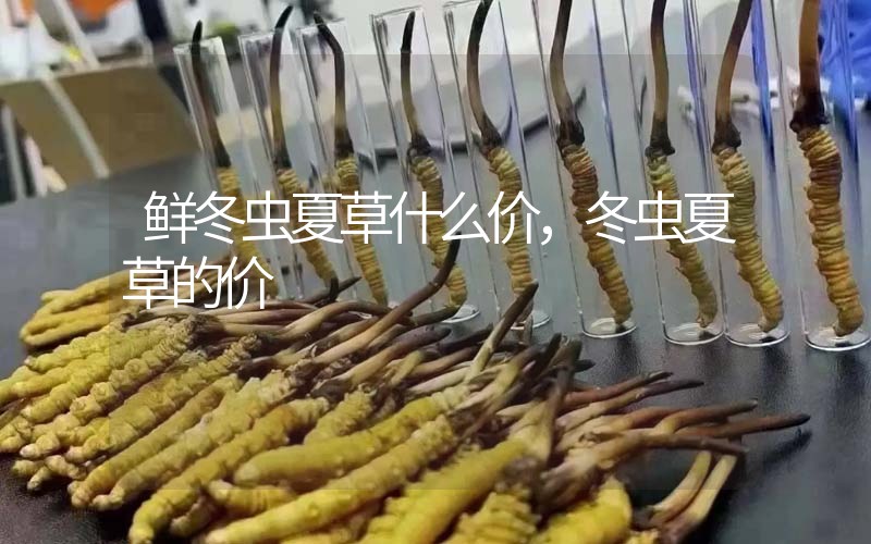 鮮冬蟲夏草什么價(jià)，冬蟲夏草的價(jià)格