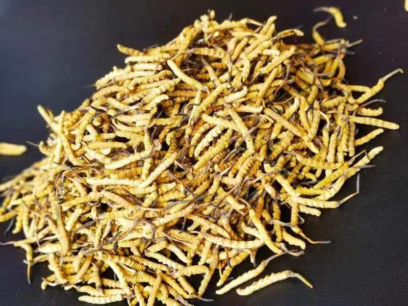 冬蟲夏草哪幾種食用方法比較好呢？推薦幾種參考