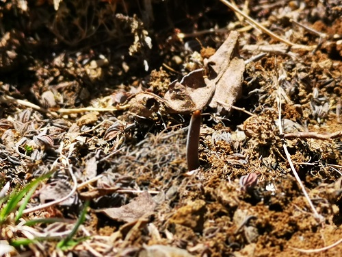 冬蟲夏草是蟲子還是草呢？它是如何生長的