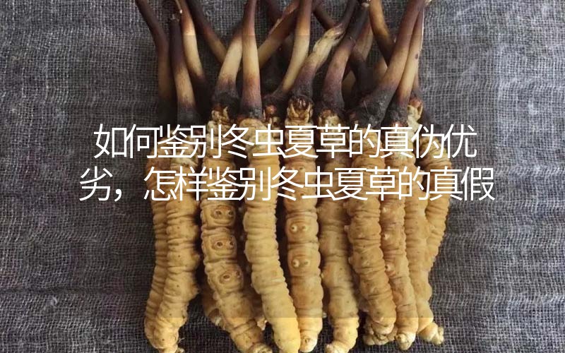如何鑒別冬蟲夏草的真?zhèn)蝺?yōu)劣，怎樣鑒別冬蟲夏草的真假