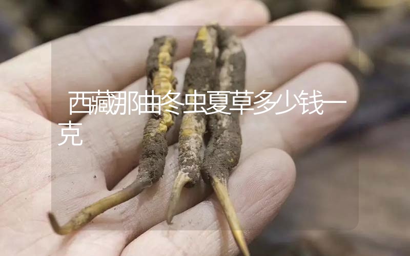 西藏那曲冬蟲(chóng)夏草多少錢(qián)一克？