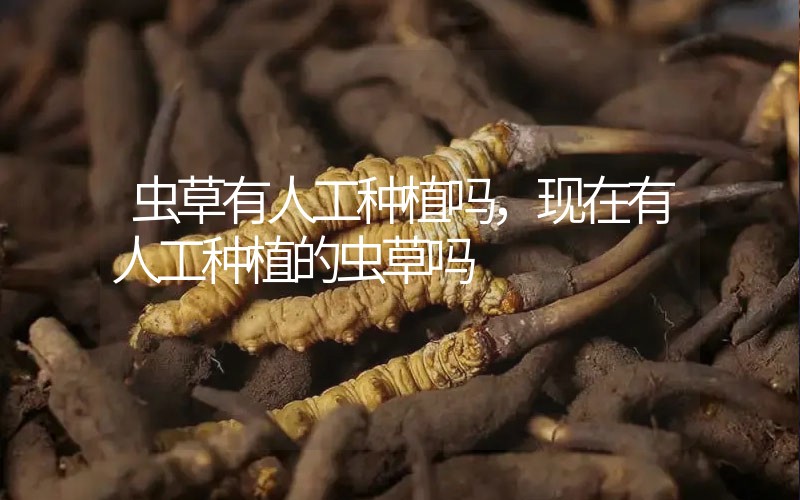 蟲(chóng)草有人工種植嗎，現(xiàn)在有人工種植的蟲(chóng)草嗎