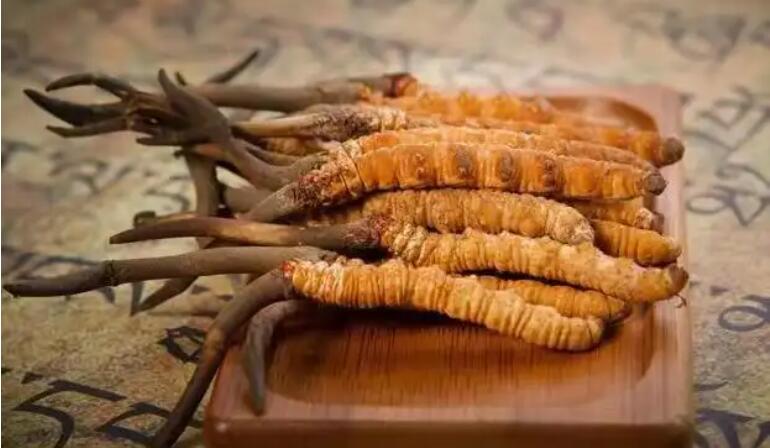 鮮蟲草和干蟲草，應(yīng)該怎么選擇？