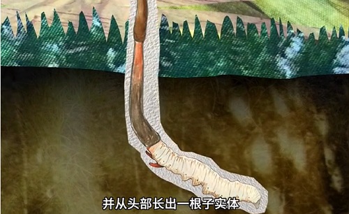 冬蟲(chóng)夏草到底是蟲(chóng)還是草？你猜到了嗎？