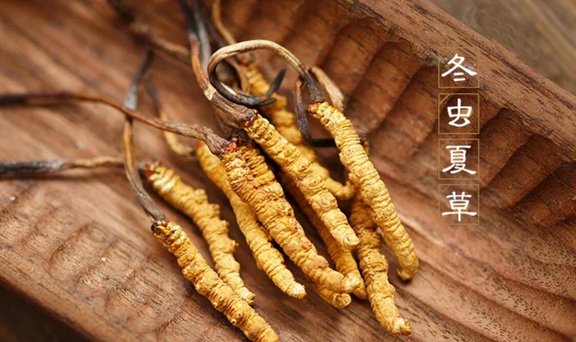冬蟲夏草有什么藥用價值？冬蟲夏草作用與效果
