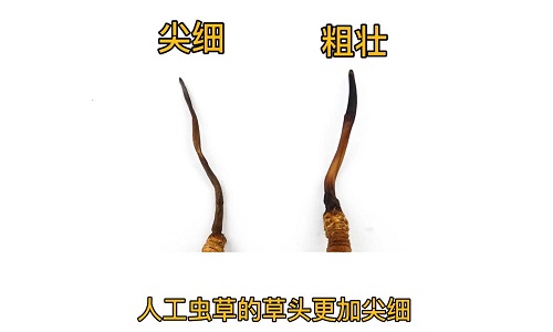 人工蟲(chóng)草和野生蟲(chóng)草如何分辨？人工冬蟲(chóng)夏草怎么鑒別