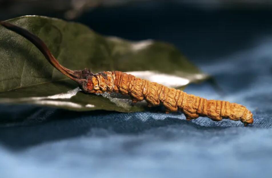 冬蟲(chóng)夏草的由來(lái)，冬蟲(chóng)夏草是怎么形成的？