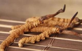 新鮮冬蟲夏草哪里有賣？哪里可以買到新鮮的冬蟲夏草？