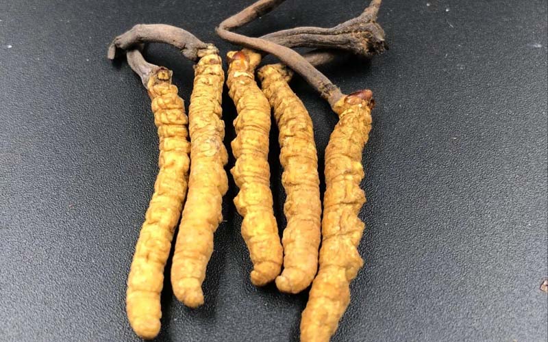 影響冬蟲夏草的價(jià)格因素有哪些？