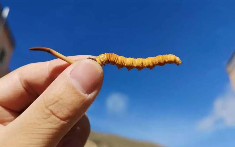 冬蟲夏草可不是人人能吃的，以下三類人不能吃冬蟲夏草