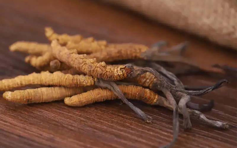 西藏的冬蟲夏草作用如何？