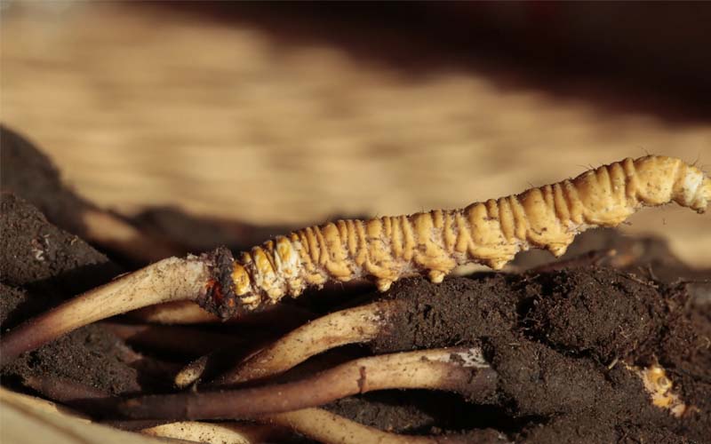 為什么有的人吃蟲草沒有效果？