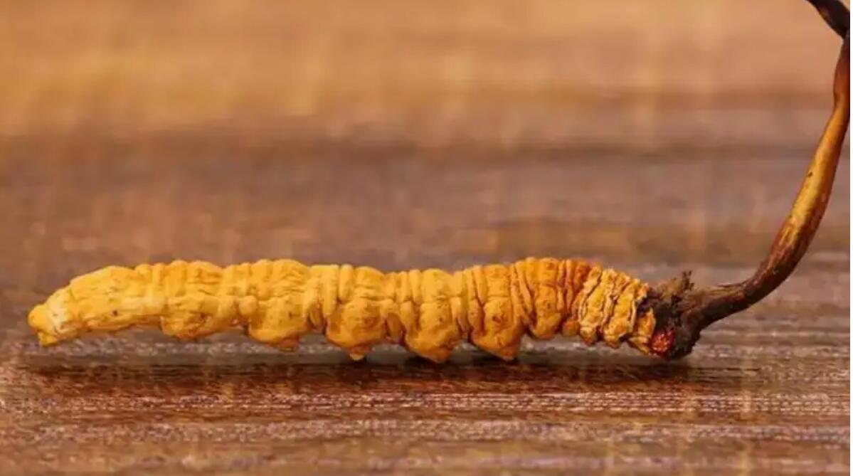 冬蟲夏草普洱茶效果好嗎？