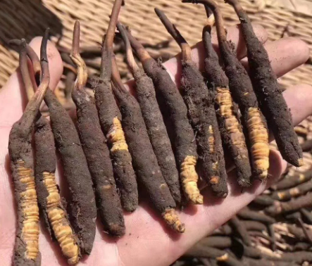 <a href=http://www.sdmkid.com/xinxian/ target=_blank class=infotextkey>新<a href=http://www.sdmkid.com/xinxian/ target=_blank class=infotextkey>鮮冬蟲夏草</a></a>