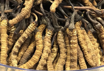 吃冬蟲夏草會(huì)出現(xiàn)過敏情況嗎？冬蟲夏草適合什么人吃？