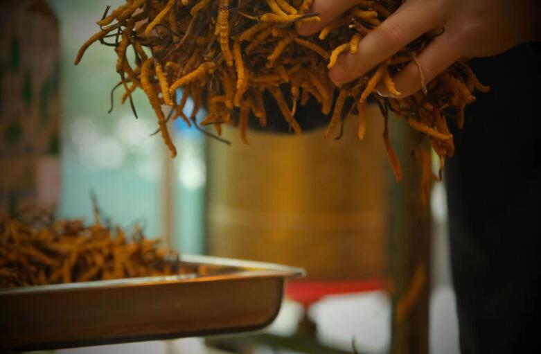 冬蟲夏草有什么作用?和大小、斷草有關(guān)系嗎?