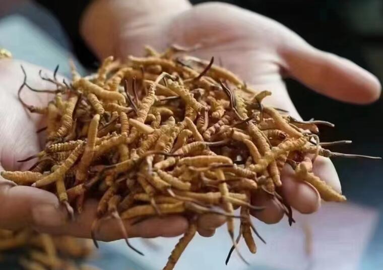 冬蟲夏草成分有哪些?新鮮冬蟲夏草哪里好？