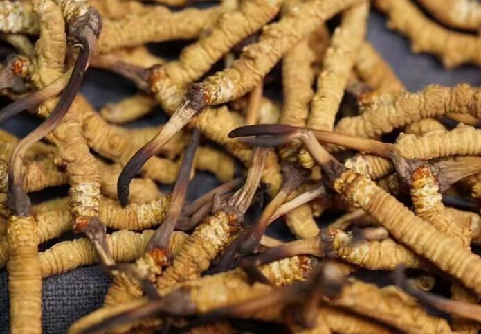 冬蟲夏草一斤大概有多少根，1斤蟲草大約有多少條？