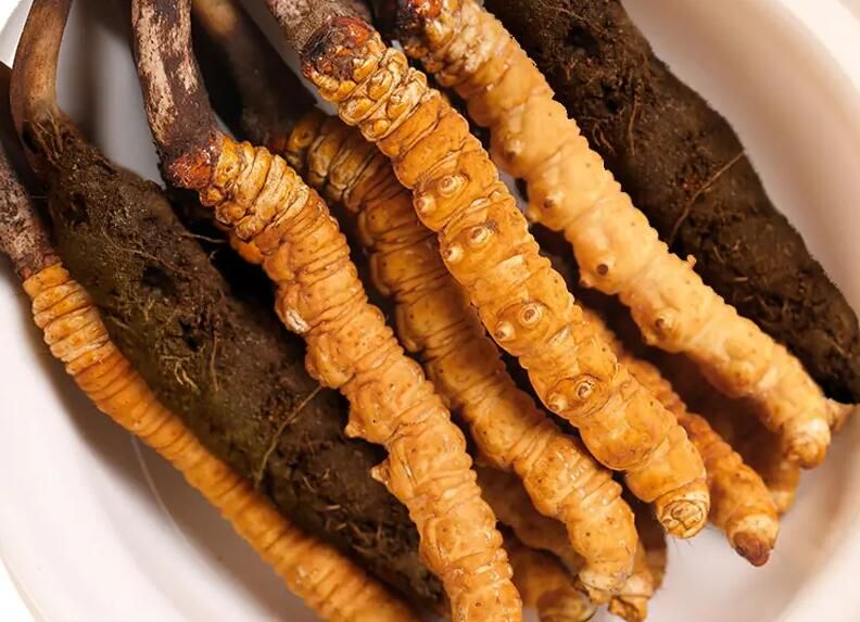 冬蟲(chóng)夏草