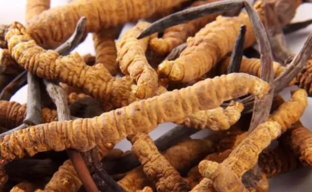 <a href=http://www.sdmkid.com/chifa/ target=_blank class=infotextkey>冬蟲夏草的吃法</a>