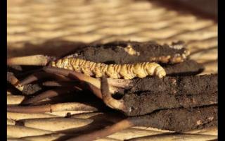 冬蟲夏草“冬補(bǔ)三九，夏補(bǔ)三伏”