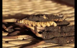 如何通過(guò)聞來(lái)識(shí)別高品質(zhì)的冬蟲夏草