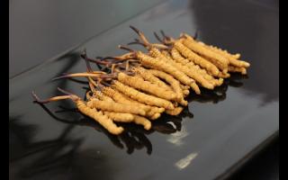 西藏那曲冬蟲夏草批發(fā)價格？