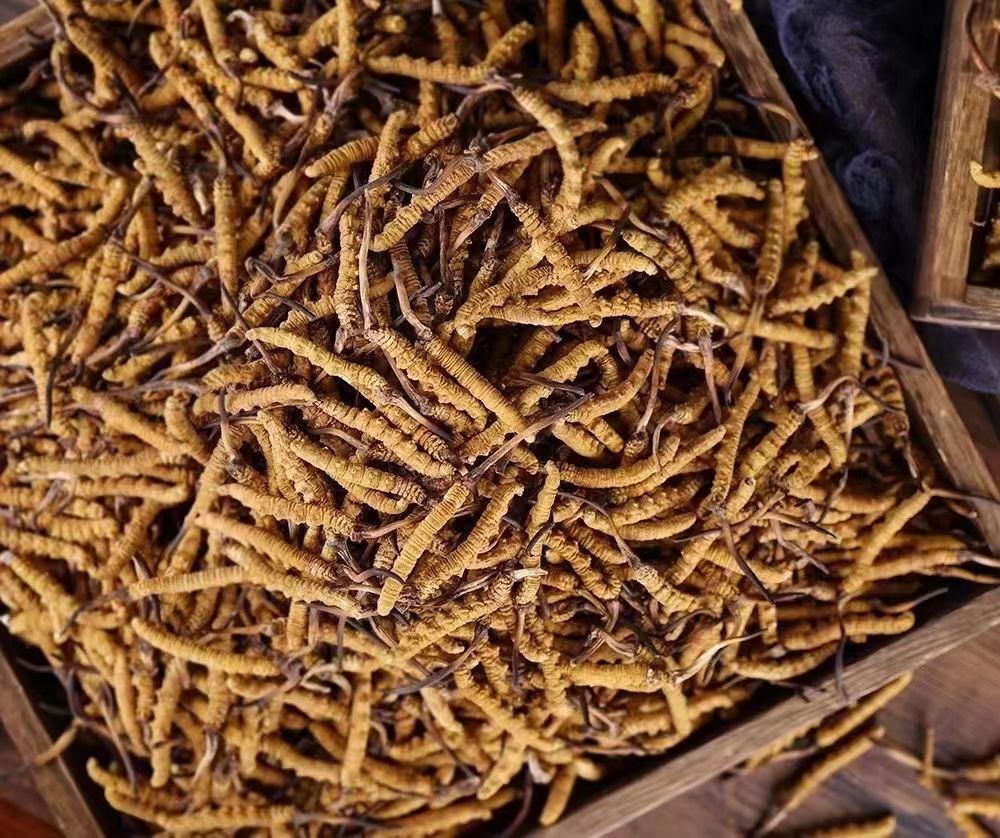 冬蟲(chóng)夏草采挖的困難度