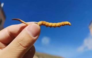 干的冬蟲(chóng)夏草如何泡酒用量各多少？