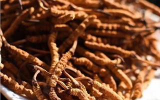 影響冬蟲(chóng)夏草價(jià)格的因素有哪些？