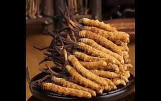 隆起價格，冬蟲夏草如何才能讓人們接受？