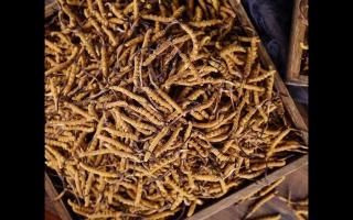 了解一下：冬蟲夏草的產(chǎn)地和采摘方式！