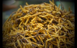 新鮮冬蟲夏草怎么處理，可以自己曬干嗎？