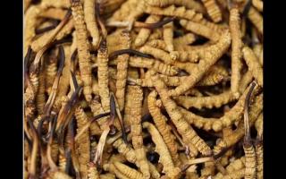 高品質(zhì)冬蟲(chóng)夏草，全程人工采挖值得信賴(lài)！