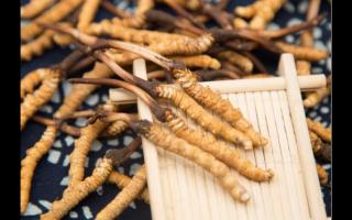 相同大小規(guī)格的冬蟲夏草 為何子座有長有短！