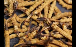 冬蟲夏草的產(chǎn)量為何一年不如一年呢？