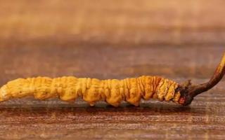 秋天應(yīng)如何保存冬蟲夏草不會(huì)變質(zhì)？