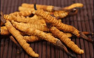 購(gòu)買冬蟲(chóng)夏草的時(shí)候需要注意哪幾點(diǎn)？