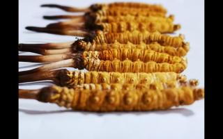 冬蟲夏草是一種不可再生資源嗎？