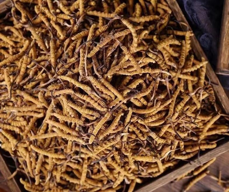 冬蟲夏草和白蟲草有什么區(qū)別？