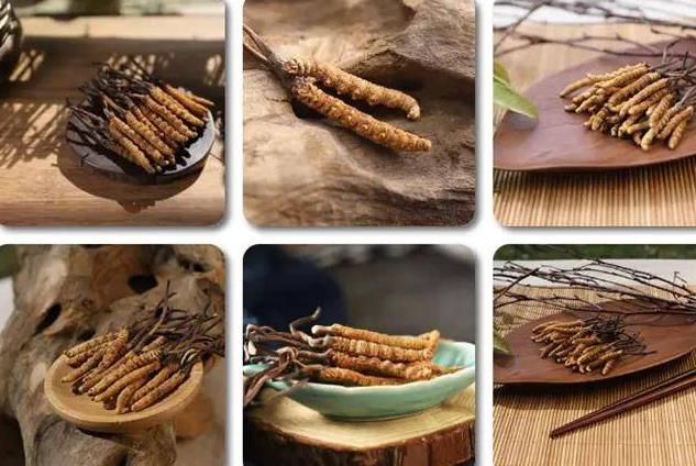 冬蟲夏草和白蟲草有什么區(qū)別？