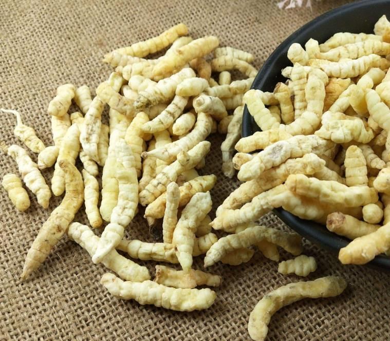 冬蟲夏草和白蟲草有什么區(qū)別？