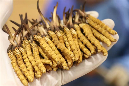 冬蟲夏草可調(diào)節(jié)神經(jīng) 冬蟲夏草對神經(jīng)有什么作用？