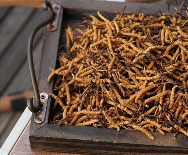 野生冬蟲夏草怎么買？購買野生冬蟲夏草注意事項(xiàng)